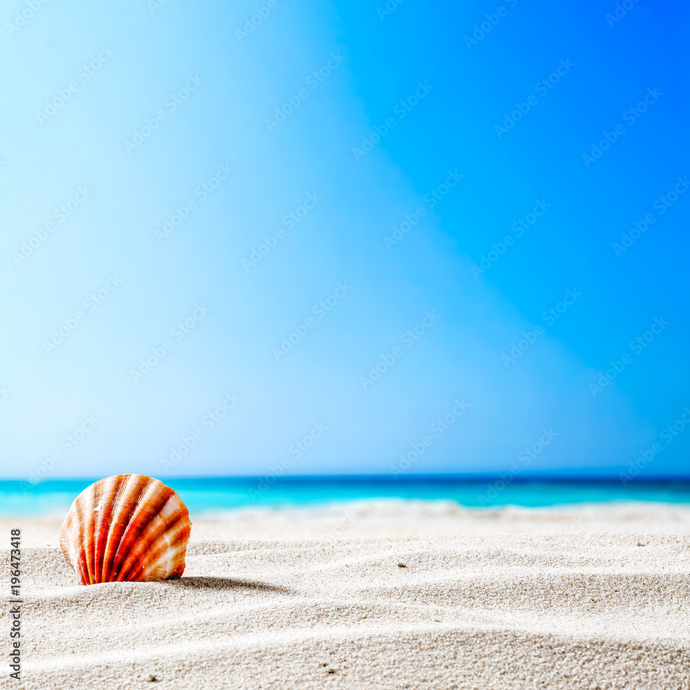 Obraz premium shell and beach 