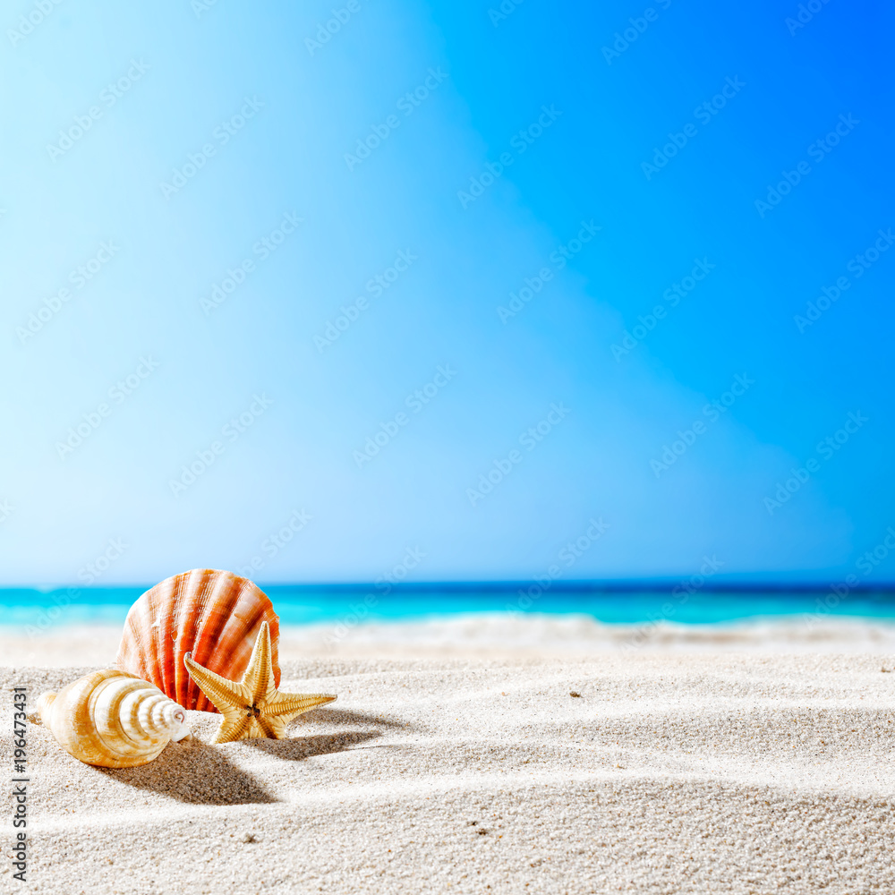 Obraz premium shell and beach 