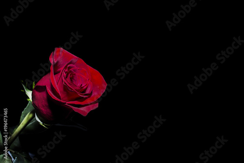 Red rose isolated on black background  romantic