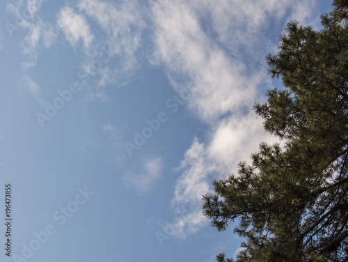 Pine tree on blue sky with clouds