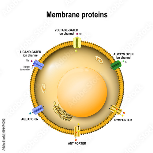 Cell membrane with ion channels