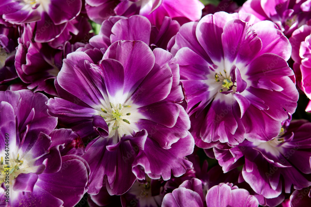 Violet tulips background.Macro shot. Violet tulips background.Macro shot.