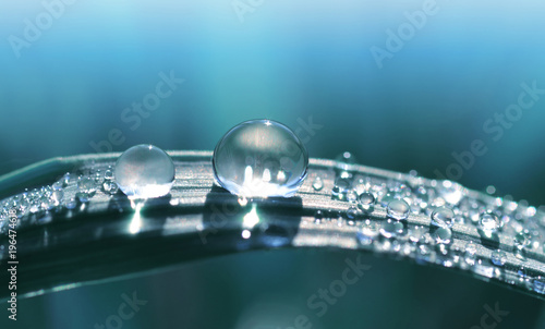 Beautiful large transparent drop of water dew on grass close up. Natural background.