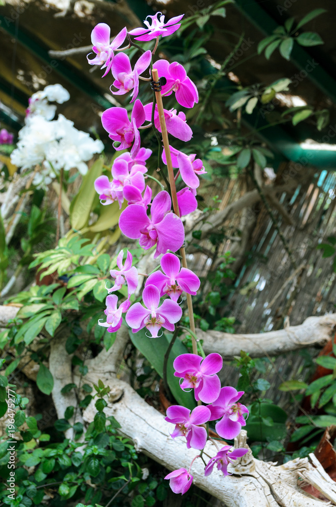 Exotic Phalaenopsis schilleriana Orchid grows and blooms in the tropical garden. Beautiful Orchids flower background.