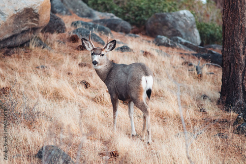 Young Buck deer standing in forest, Galena Creek Regional Park, Nevada, America, USA