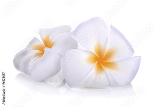 White plumeria flower isolated on white background