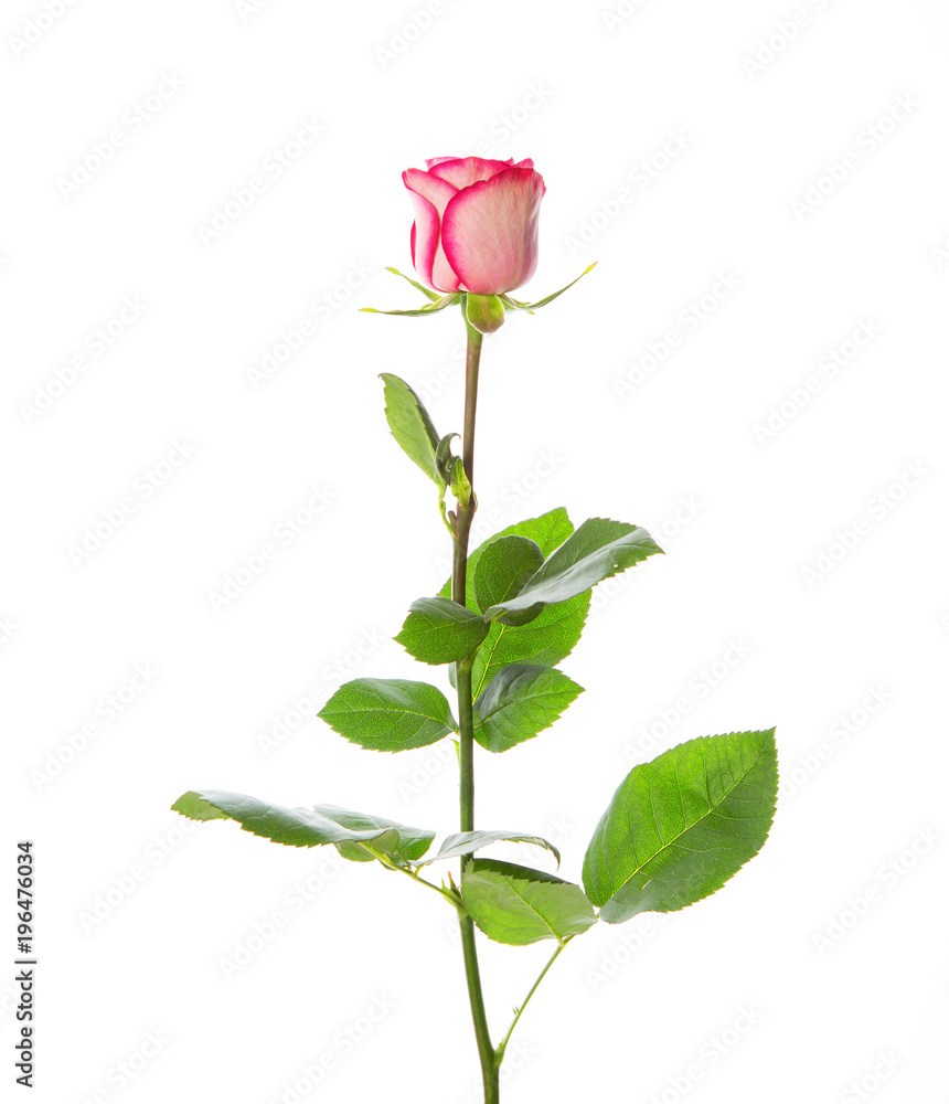 Beautiful pink rose on a stem with leaves on a white background. Beautiful pink rose on a stem with leaves on a white background.