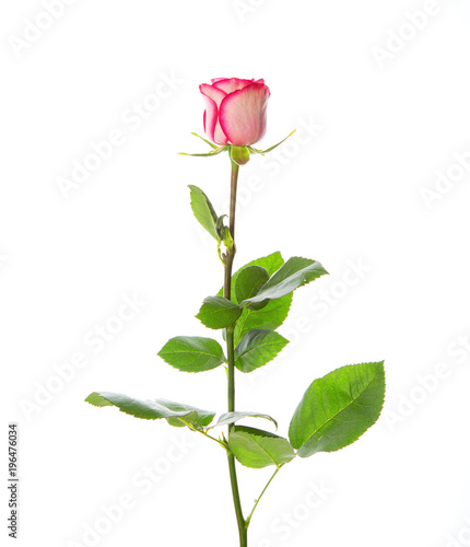 Beautiful pink rose on a stem with leaves on a white background.