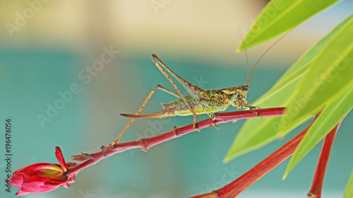 sauterelle insecte orthoptère