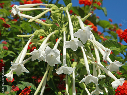 Nicotiana sylvestris photo