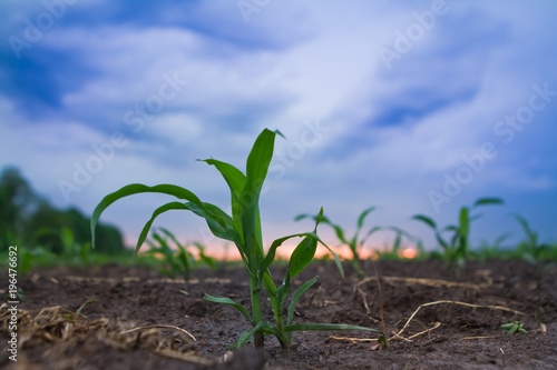 young small sprout of corn on a spring evening after thunderstorm, sky covered with heavy clouds, sunset; macro nature flora photo