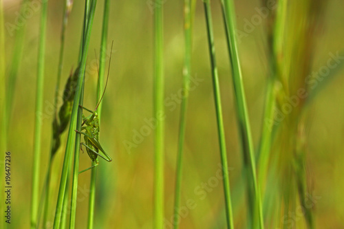 Sauterelle grimpant    la tige d une plante ou fleur avec ses longues pattes et antennes. Insecte criquet pr  t    bondir dans la campagne sauvage du Sud de la France  en Provence au soleil de l   t  .