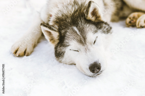 Siberian Husky sleeping on snow
