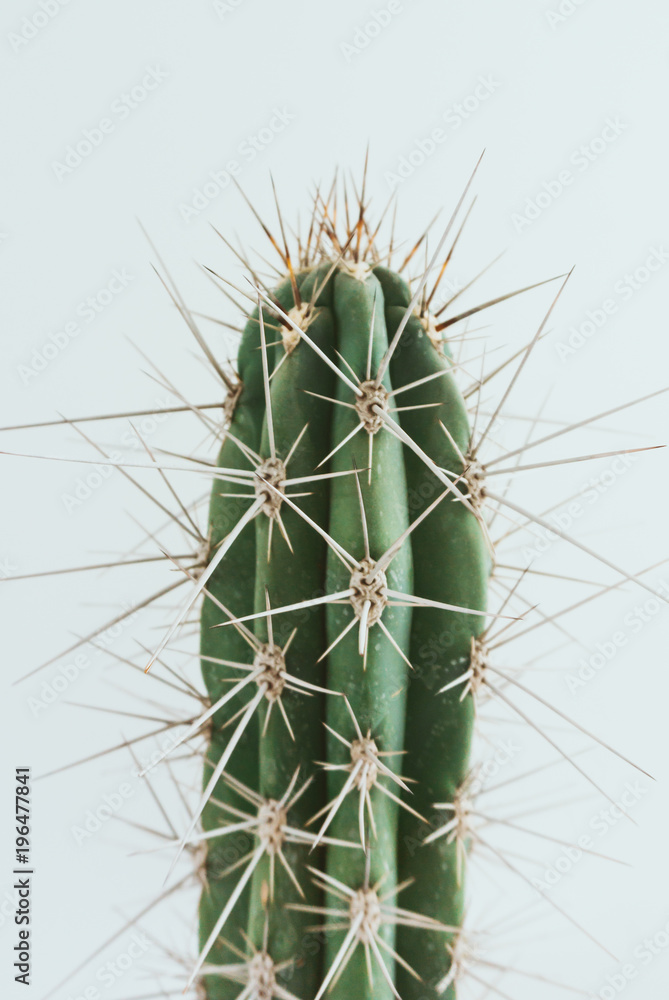 cactus with white background 