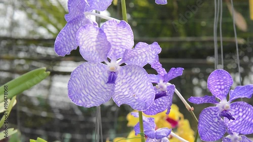 orchids. flower, plant, orchid photo