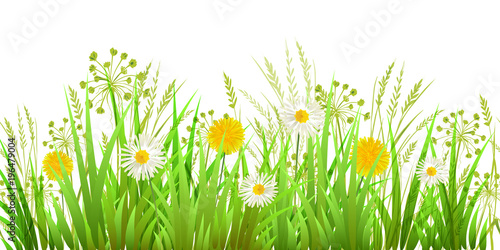 Green Grass, Dandelions and Chamomile. Long format Raster illustration