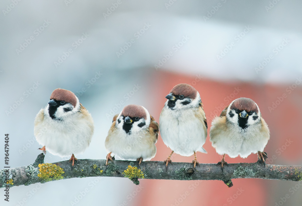 Naklejka obraz grupy śmieszne małe ptaszki wróbli na oddział w ogrodzie w pogodny dzień