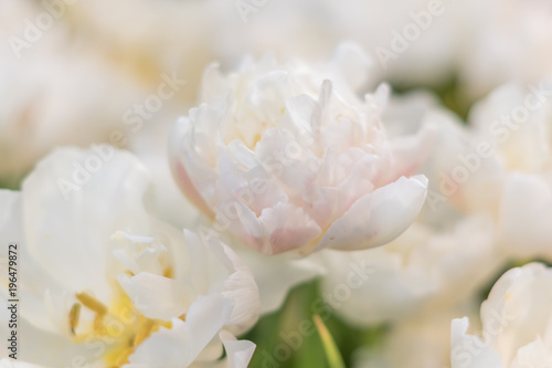 closeup of blooming white tulip, soft focus, floral background