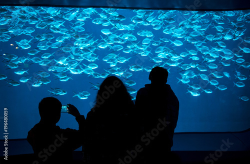 Fishes in aquarium photo