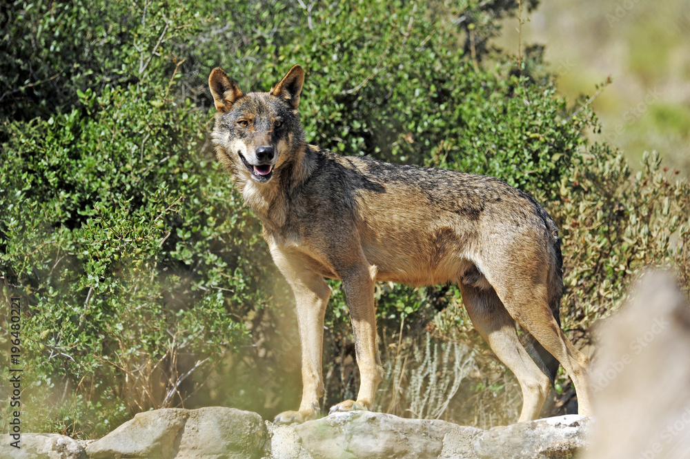 Fototapeta premium Iberischer Wolf (Canis lupus signatus) - Iberian wolf 