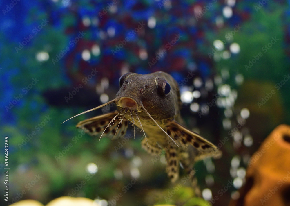 Aquarium life - portrait of fish Catfish-swivel (Synodontis nigriventris)  Stock Photo