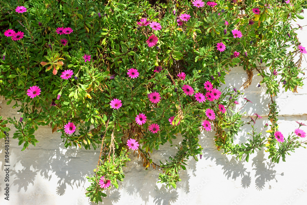 Bright red flowers in greenery on white wall background. Sunny morning in Greece.