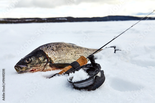 Winter fishing for whitefish off the ice. Composition with winter fishing rod.