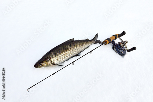 Winter fishing for whitefish off the ice. Composition with winter fishing rod.