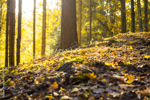 golden day autum forest