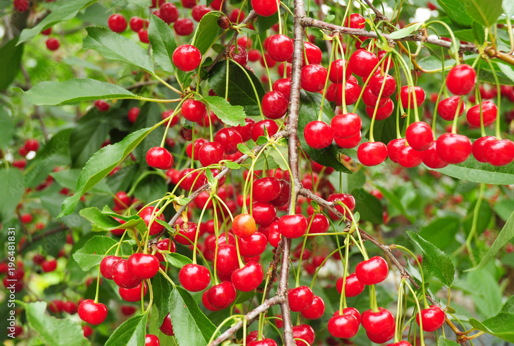 Red ripe cherries on cherry tree branches.