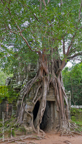Ancient ruins of Angkor Wat taken over by nature