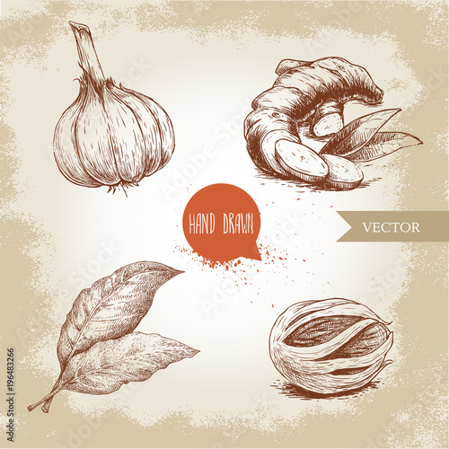 Hand drawn sketch spices set. Garlic, ginger root, bay leaves and nutmeg mace. Herbs, condiments and spices vector illustration isolated on old background.