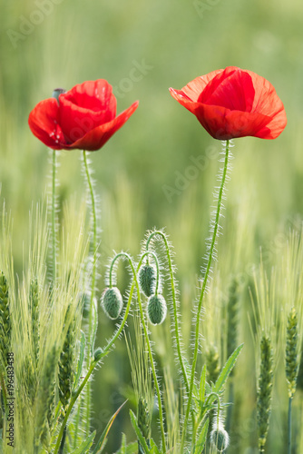 Closeup of two beautiful red poppies in a wheat green field in the summer, Dobrogea,Romania