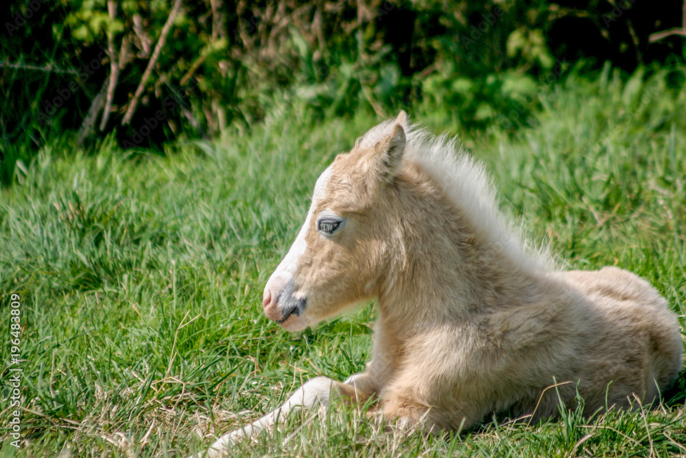 A young foal lying down in a field A young foal lying down in a field