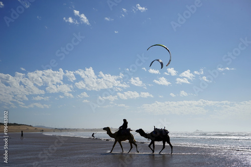 Photography Camels and kite serfers