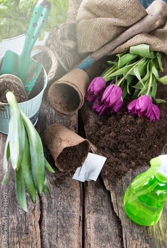 Garden tolls and spring seedling on wooden background. photo