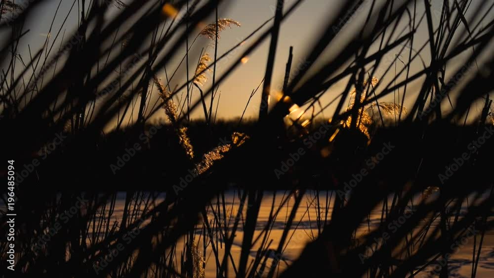 Waving stems of reed in winter against sunset background Waving stems of reed in winter against sunset background