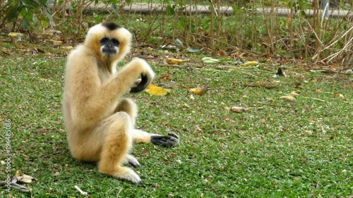 White Cheeked Gibbon sits on a meadow by a pond or river. Thailand. photo