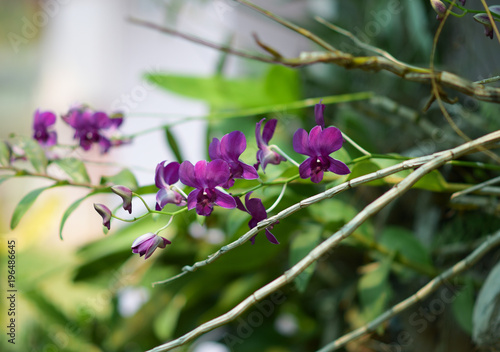 Purple Orchid in garden