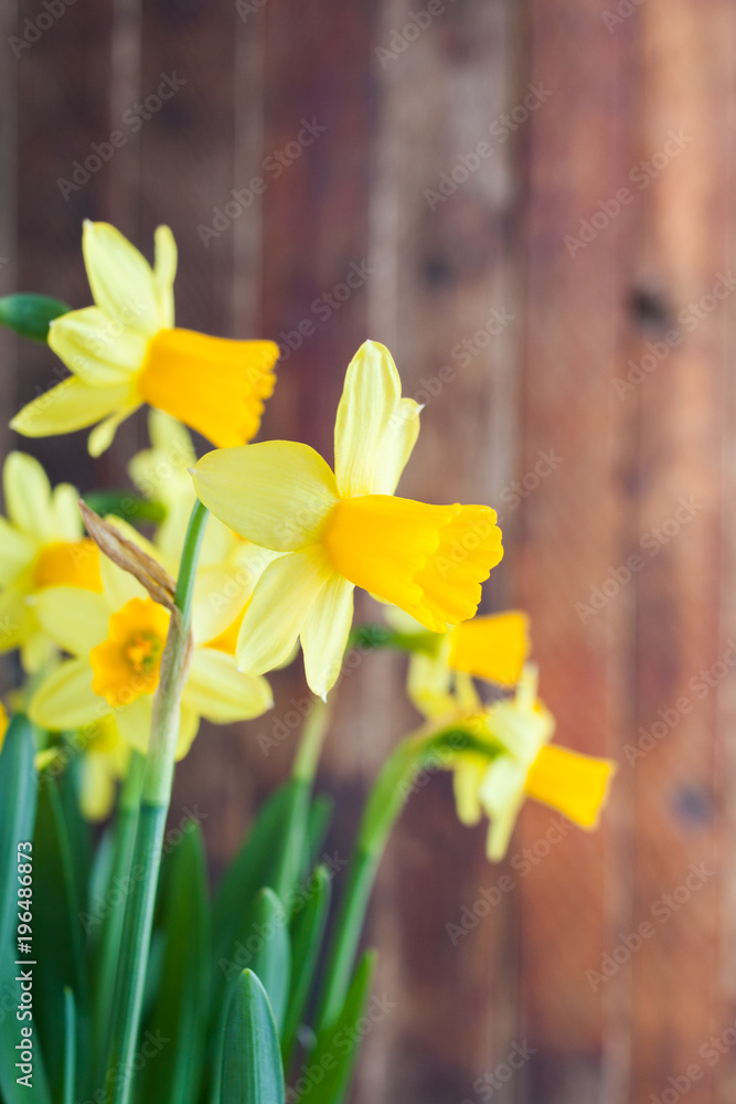 Naklejka premium Spring Easter's yellow daffodils on old rustic wooden background.