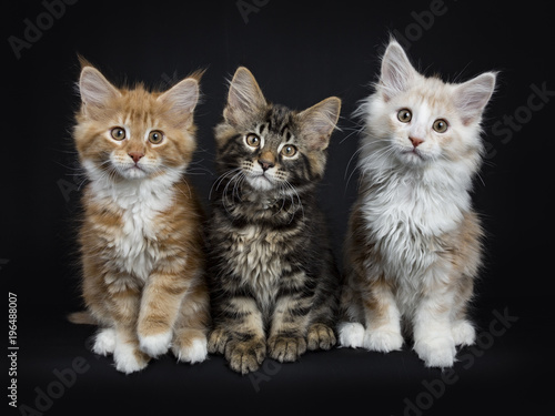 Row of three maine coon cats / kittens sitting looking at camera isolated on black background