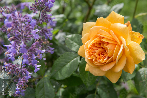 Blooming yellow rose in the garden on a sunny day. David Austin Rose Golden Celebration 'AUShunter'. photo