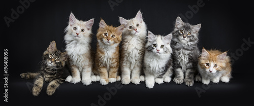 Row of seven maine coon cats / kittens sitting / laying down looking straight in lens isolated on black background