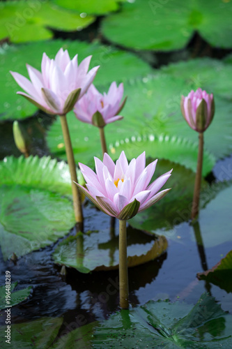 lotus, waterlily © PRASERT