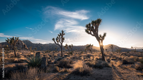 Obraz Zmierzch na pustynnym krajobrazie w Joshua drzewa parku narodowym, Kalifornia