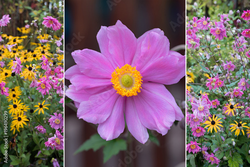 Collage herbstlich - Anemone japonica und gelber Sonnenhut photo