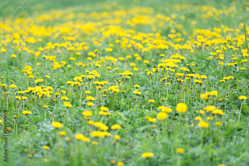 Fototapeta Naklejka Na Ścianę i Meble -  Meadow with yellow blooming dandelions