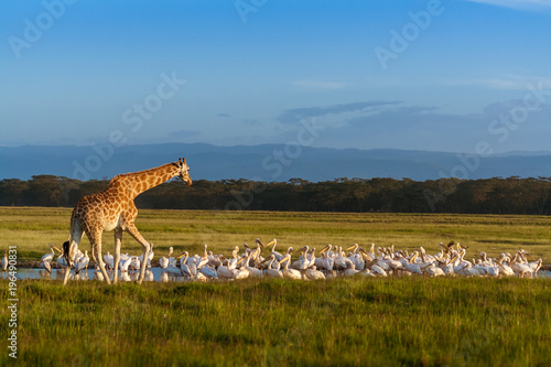 Rothschild's Giraffe (Giraffa camelopardalis) and pelicans