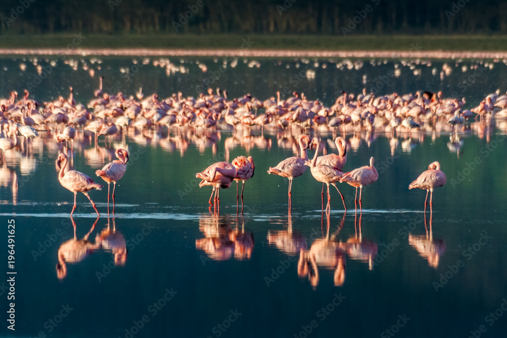 Naklejka premium Flocks of pink flamingos