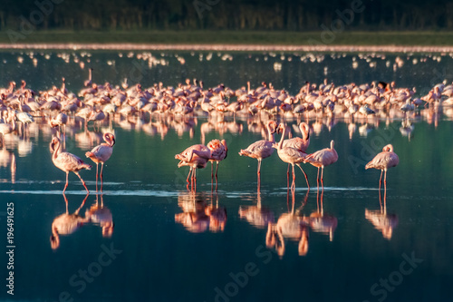 Flocks of pink flamingos photo